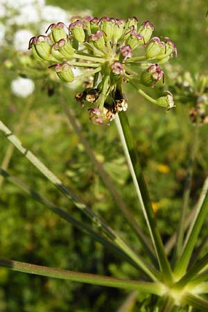 Peucedanum cervaria \ Hirschwurz-Haarstrang / Broad-Leaved Spignel, D Hemsbach 7.8.2014