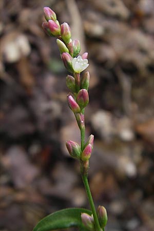 Persicaria mitis, Water-Pepper Persicaria mitis, Water-Pepper