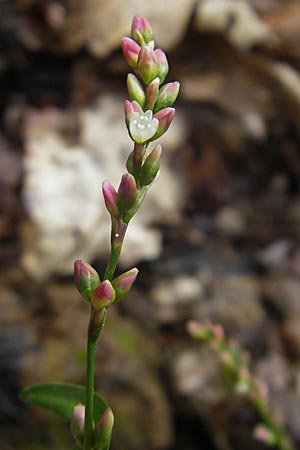 Persicaria mitis \ Milder Knterich / Water-Pepper, D Odenwald, Neckargemünd-Mückenloch 13.9.2010