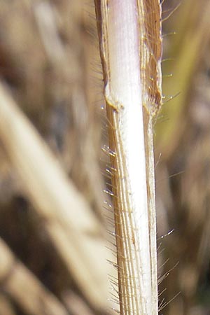 Panicum capillare \ Haarstige Rispen-Hirse / Witchgrass, D Kehl 15.10.2011
