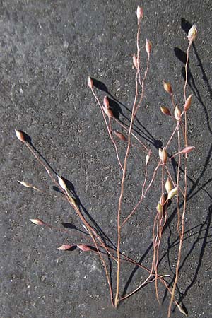 Panicum capillare \ Haarstige Rispen-Hirse / Witchgrass, D Kehl 15.10.2011