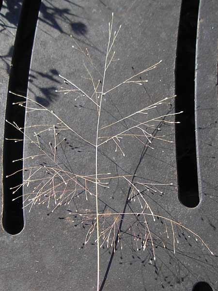 Panicum capillare \ Haarstige Rispen-Hirse / Witchgrass, D Kehl 15.10.2011