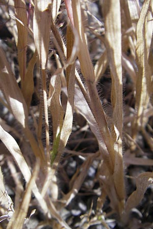 Panicum capillare \ Haarstige Rispen-Hirse / Witchgrass, D Kehl 15.10.2011