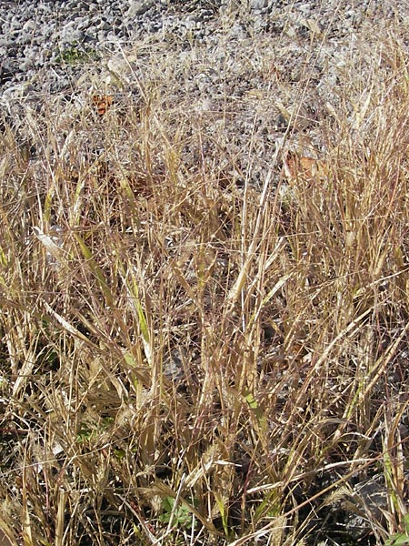 Panicum capillare \ Haarstige Rispen-Hirse / Witchgrass, D Kehl 15.10.2011