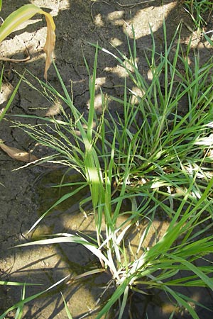 Panicum dichotomiflorum \ Gabelstige Rispen-Hirse / Fall Panicgrass, D Schutterwald 28.7.2012