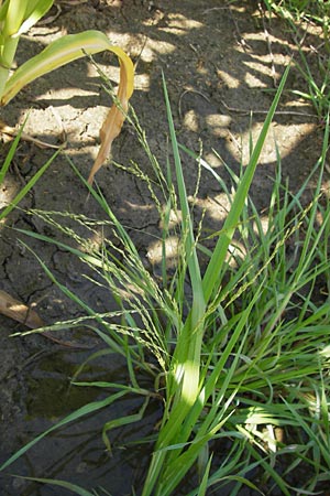 Panicum dichotomiflorum \ Gabelstige Rispen-Hirse / Fall Panicgrass, D Schutterwald 28.7.2012
