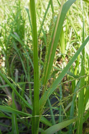 Panicum dichotomiflorum \ Gabelstige Rispen-Hirse / Fall Panicgrass, D Schutterwald 28.7.2012