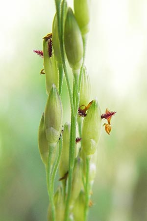 Panicum dichotomiflorum \ Gabelstige Rispen-Hirse / Fall Panicgrass, D Schutterwald 28.7.2012