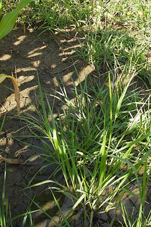 Panicum dichotomiflorum \ Gabelstige Rispen-Hirse / Fall Panicgrass, D Schutterwald 28.7.2012