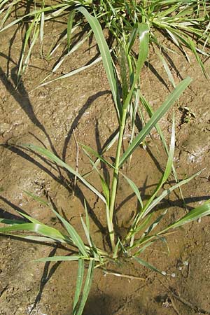 Panicum dichotomiflorum \ Gabelstige Rispen-Hirse / Fall Panicgrass, D Schutterwald 28.7.2012