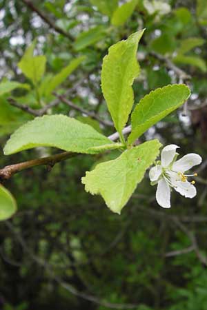 Prunus domestica subsp. domestica \ Zwetschge, Pflaume / Plum, D Thüringen, Drei Gleichen 7.5.2013