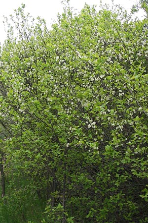 Prunus domestica subsp. domestica \ Zwetschge, Pflaume / Plum, D Thüringen, Drei Gleichen 7.5.2013