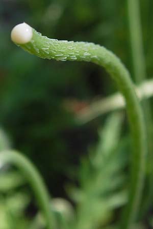 Papaver dubium subsp. confine \ Verkannter Saat-Mohn / Long-Headed Poppy, D Mannheim 17.6.2013
