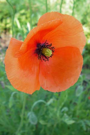 Papaver dubium subsp. confine \ Verkannter Saat-Mohn / Long-Headed Poppy, D Mannheim 17.6.2013