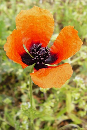 Papaver dubium subsp. confine \ Verkannter Saat-Mohn / Long-Headed Poppy, D Marktheidenfeld 2.5.2014