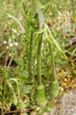 Papaver dubium subsp. confine \ Verkannter Saat-Mohn / Long-Headed Poppy, D Marktheidenfeld 2.5.2014