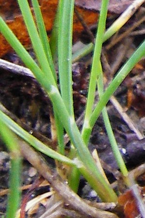 Puccinellia distans \ Gewhnlicher Salzschwaden / Reflexed Saltmarsh Grass, D Odenwald, Brandau 30.7.2014