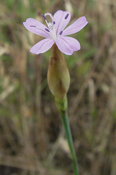 Petrorhagia prolifera \ Sprossende Felsennelke, Sprossendes Nelkenkpfchen / Proliferous Pink, D Donnersberg 16.6.2006