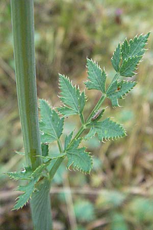 Peucedanum cervaria \ Hirschwurz-Haarstrang / Broad-Leaved Spignel, D Pforzheim 22.7.2006