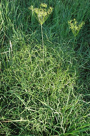 Peucedanum officinale, Arznei-Haarstrang Peucedanum officinale, Arznei-Haarstrang