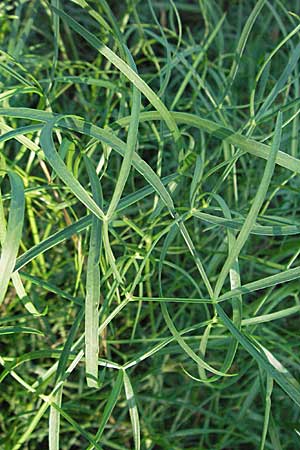 Peucedanum officinale \ Arznei-Haarstrang / Hog's Fennel, D Mannheim 24.7.2006