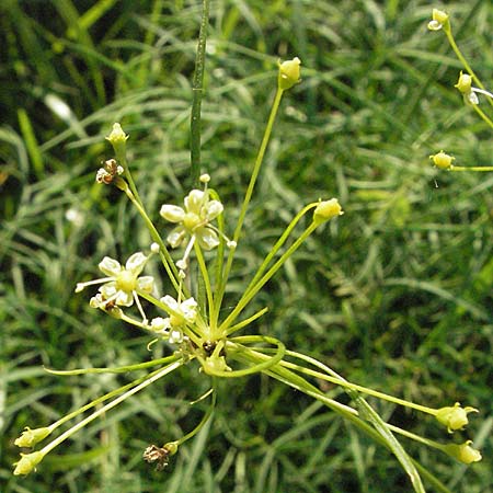 Peucedanum officinale \ Arznei-Haarstrang / Hog's Fennel, D Mannheim 24.7.2006