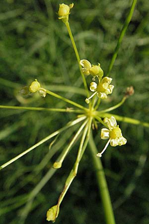 Peucedanum officinale \ Arznei-Haarstrang / Hog's Fennel, D Mannheim 24.7.2006