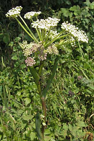 Peucedanum cervaria \ Hirschwurz-Haarstrang / Broad-Leaved Spignel, D Bruchsal 5.8.2006