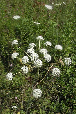 Peucedanum cervaria \ Hirschwurz-Haarstrang / Broad-Leaved Spignel, D Bruchsal 5.8.2006