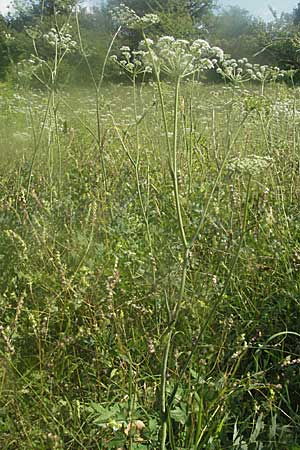 Peucedanum cervaria \ Hirschwurz-Haarstrang / Broad-Leaved Spignel, D Bruchsal 5.8.2006