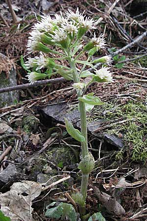 Petasites albus \ Weie Pestwurz / White Butterbur, D Schwarzwald/Black-Forest, Feldberg 28.4.2007