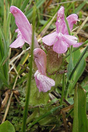 Pedicularis sylvatica \ Wald-Lusekraut / Common Louseport, D Allgäu, Gebrazhofen 5.5.2007