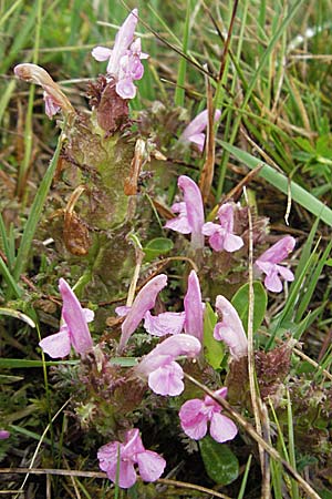 Pedicularis sylvatica \ Wald-Lusekraut / Common Louseport, D Allgäu, Gebrazhofen 5.5.2007