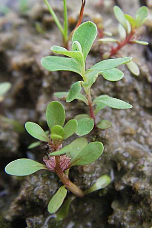 Lythrum portula \ Sumpfquendel / Water Purslane, D Babenhausen 11.8.2007