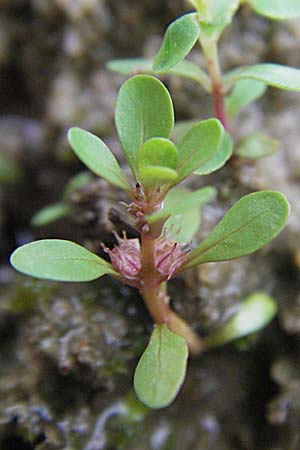 Lythrum portula \ Sumpfquendel / Water Purslane, D Babenhausen 11.8.2007