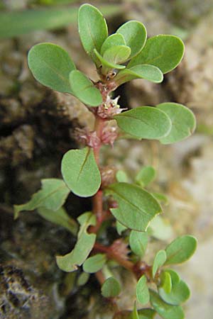 Lythrum portula \ Sumpfquendel / Water Purslane, D Babenhausen 11.8.2007