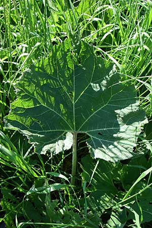 Petasites hybridus \ Gewhnliche Pestwurz / Butterbur, D Hirschberg 8.5.2008