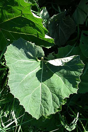 Petasites hybridus \ Gewhnliche Pestwurz / Butterbur, D Hirschberg 8.5.2008