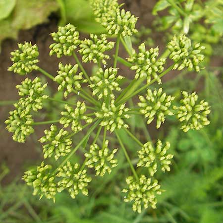 Petroselinum crispum \ Petersilie / Parsley, D Weinheim an der Bergstraße 6.7.2009