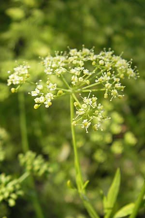 Petroselinum crispum \ Petersilie / Parsley, D Botan. Gar.  Universit.  Mainz 11.7.2009