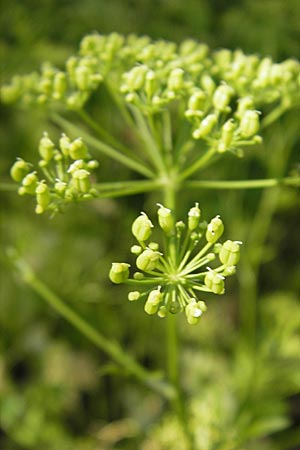 Petroselinum crispum \ Petersilie / Parsley, D Botan. Gar.  Universit.  Mainz 11.7.2009