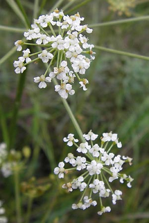 Peucedanum oreoselinum \ Berg-Haarstrang / Mountain Parsley, D Mannheim 16.10.2013