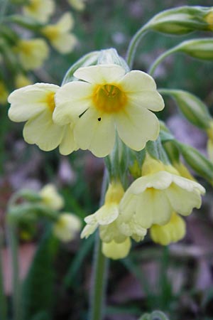 Primula elatior \ Hohe Schlsselblume, Wald-Primel / Ox-lip, D Odenwald, Finkenbach 20.3.2014
