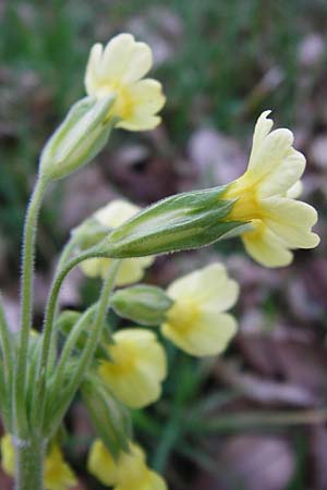 Primula elatior \ Hohe Schlsselblume, Wald-Primel / Ox-lip, D Odenwald, Finkenbach 20.3.2014