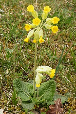 Primula veris \ Frhlings-Schlsselblume, Wiesen-Schlsselblume / Cow's-Lip, D Ketsch 3.4.2014