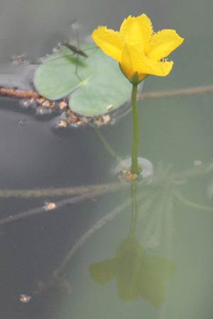 Nymphoides peltata \ Seekanne / Yellow Floating-Heart, Fringed Water Lily, D Schifferstadt 11.8.2014 (Photo: Lili Steiger)