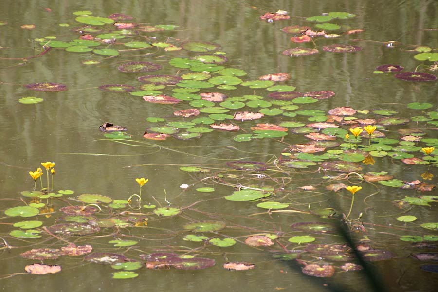 Nymphoides peltata \ Seekanne / Yellow Floating-Heart, Fringed Water Lily, D Schifferstadt 18.7.2014 (Photo: Lili Steiger)