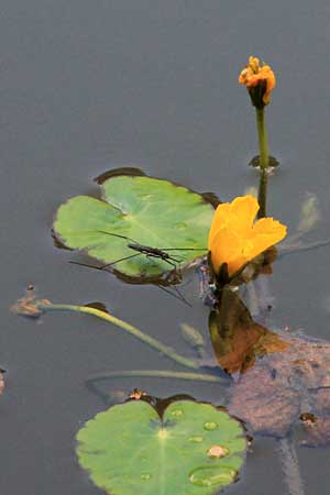Nymphoides peltata \ Seekanne / Yellow Floating-Heart, Fringed Water Lily, D Schifferstadt 11.8.2014 (Photo: Lili Steiger)