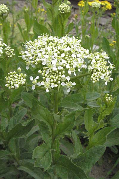 Lepidium draba \ Pfeilkresse / Hoary Cress, D Mannheim 1.5.2006