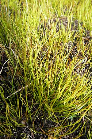 Pilularia globulifera \ Pillen-Farn / Pillwort, D Botan. Gar.  Universit.  Mainz 11.7.2009